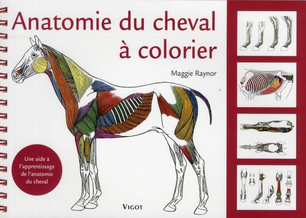 ANATOMIE DU CHEVAL A COLORIER