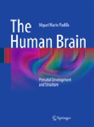 The human brain, prenatal...