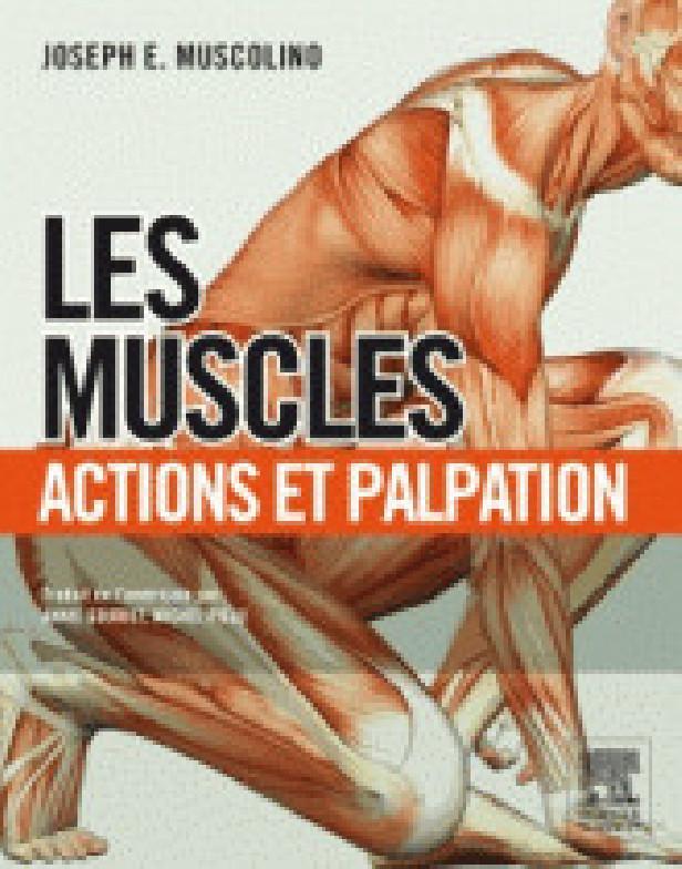 LES MUSCLES : ACTIONS ET PALPATION
